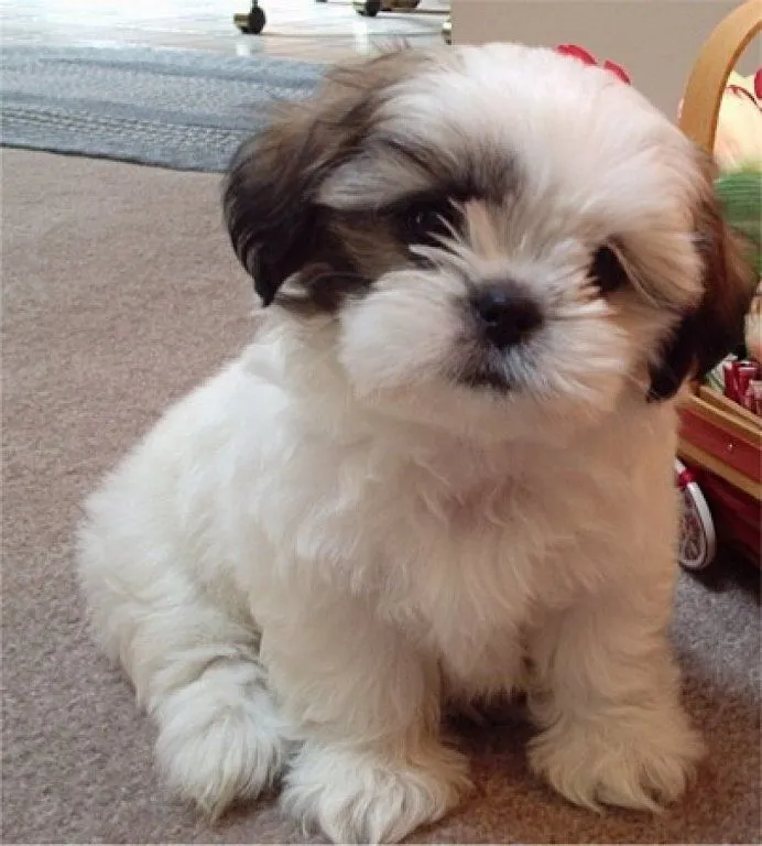 Consejos sobre el Shih Tzu | Cuidar de tu perro es facilisimo. Consejos sobre el Shih Tzu | Cuidar de tu perro es facilisimo.