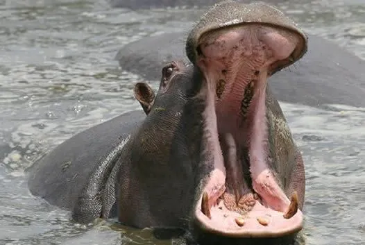  consiste en cortar el camino de regreso al agua de un hipopótamo ...