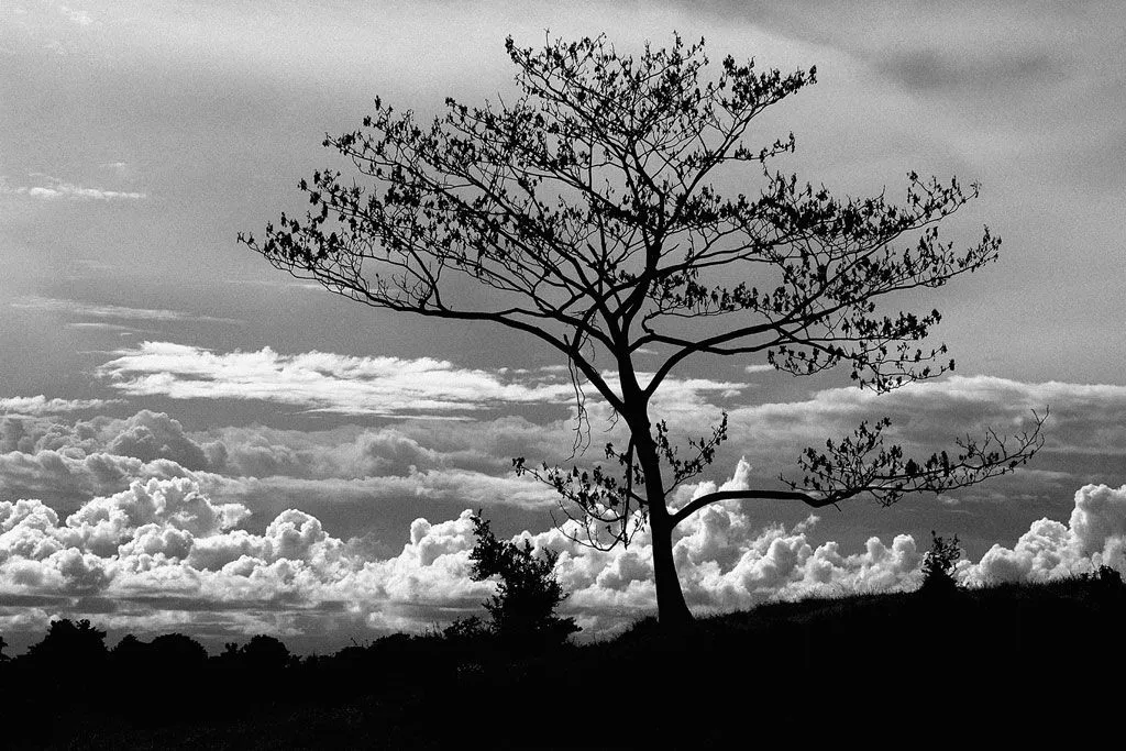 Contraste de Arbol II | Galería MOAGalería MOA Contraste de Arbol II | Galería MOAGalería MOA