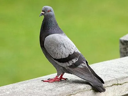 Controla a las palomas humanitariamente | Animalia Latina Blog Controla a las palomas humanitariamente | Animalia Latina Blog