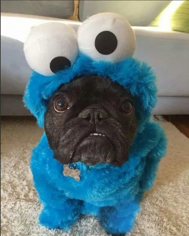 Cookie Monster Frenchie Pictures, Photos, and Images for Facebook ...