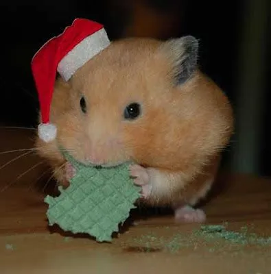 Copito :: vida de hamster: ¡Feliz Navidad Amigos!