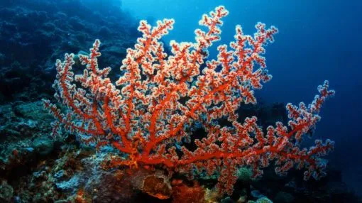 Corales marinos están en peligro por el calentamiento global ...