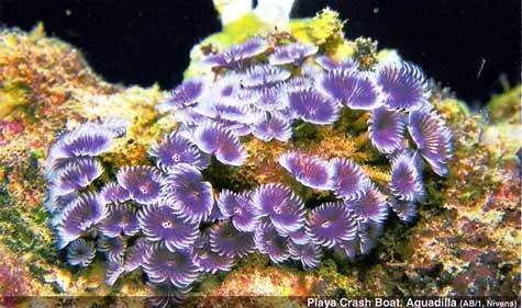 Corales,arrecifes y vida marina-clases,importancia,se corta la ...
