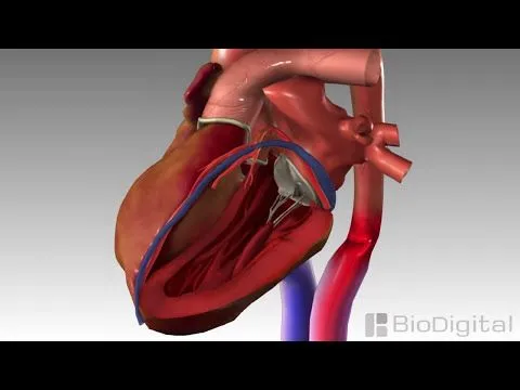corazón | A Ciencia Cierta
