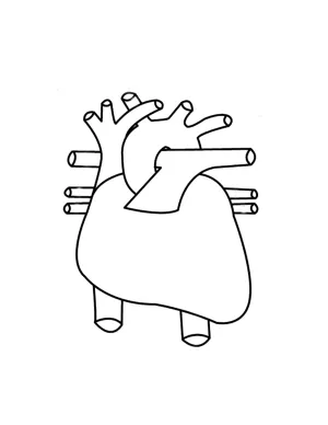 Dibujo de un corazon humano para pintar - Imagui Dibujo de un corazon humano para pintar - Imagui