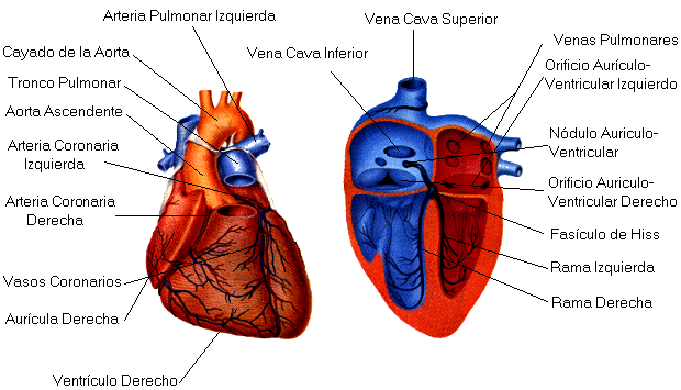 El corazon con sus partes - Imagui