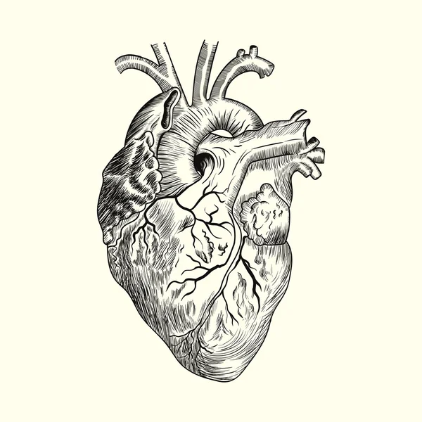 Corazón humano dibujo — Vector stock © i_panki #64059849
