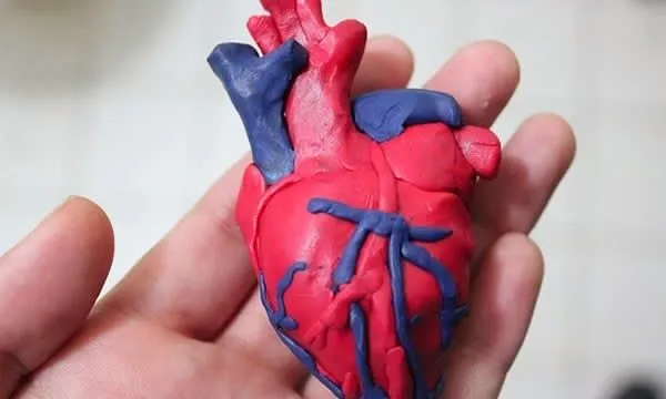 Como elaborar un corazon humano en foami - Imagui