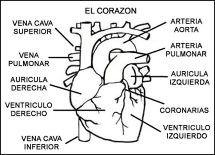 Dibujos para colorear del corazon y sus partes - Imagui