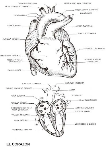 El corazon y sus partes para colorear - Imagui El corazon y sus partes para colorear - Imagui