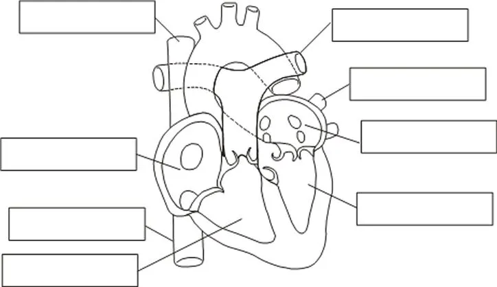 Dibujos para colorear del corazon y sus partes - Imagui