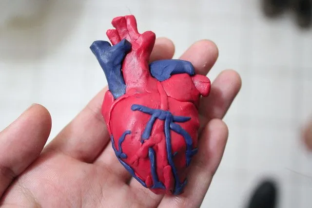 Como hacer una maqueta del corazon con plastilina - Imagui