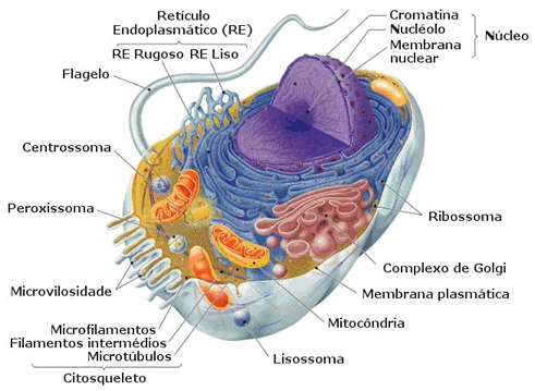 Corpo Humano - Célula - Só Biologia ::.