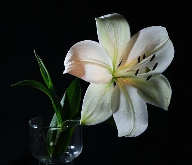 cortar flor flora florista lirio | Descargar Fotos gratis