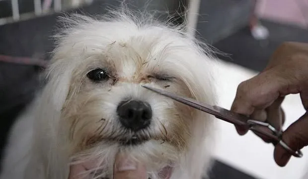 Cómo cortar el pelo a tu perro