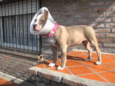 Imagenes de cortes de orejas para perros pitbull - Imagui