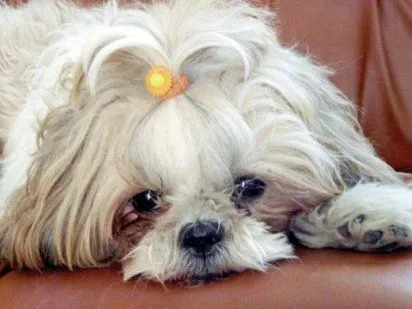 cortes de pelo de perros | Cuidar de tu mascota es facilisimo.com
