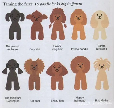 Cortes de pelo para poodles estilo japonés - Raza Poodle