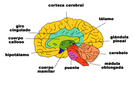 La corteza cerebral