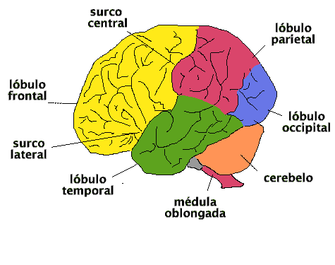 Dibujo del encefalo y sus partes para colorear - Imagui