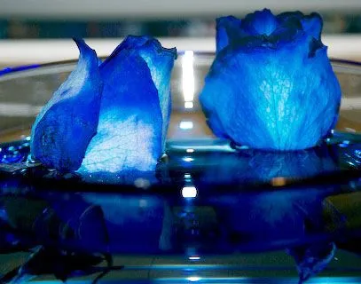 Cosillas :): Rosas Azules