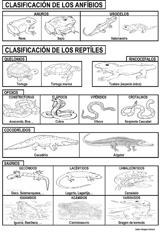 CoSqUiLLiTaS eN La PaNzA BLoGs: CLASIFICACIÓN DE ANIMALES