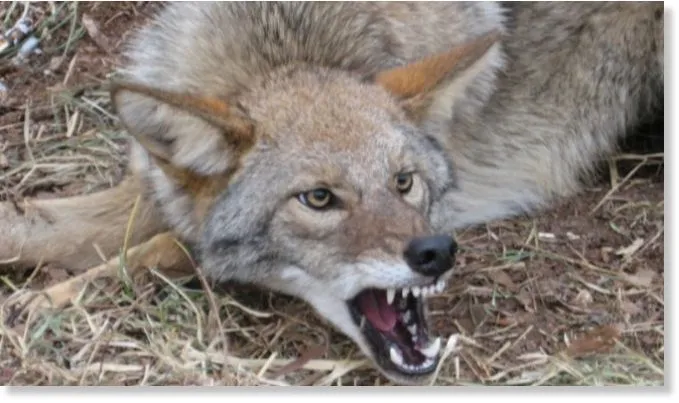 Coyote attacks mother and baby before killing 2 dogs in Ladera ...