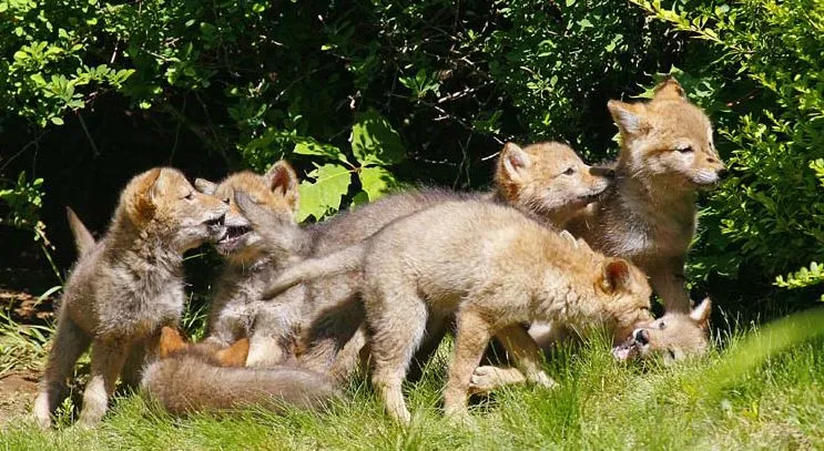 coyote pup - Baby Animals Photo (19816867) - Fanpop