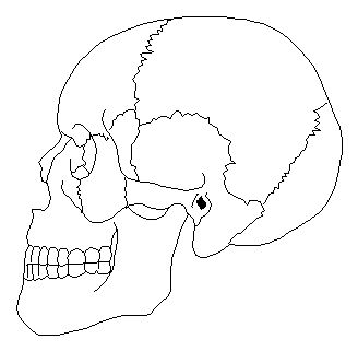 huesos de la cabeza los huesos del craneo son 8