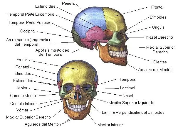 El Cráneo Humano