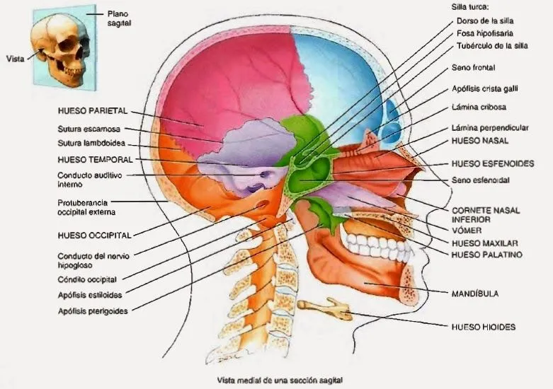 Cráneo, mandíbula, articulación temporomandibular y músculos de la ...