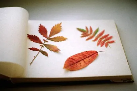 Crea y decora con hojas secas - Paperblog