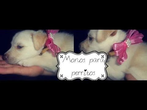Crea Hermoso Moño para tu perrito ! DIY doggie bows - YouTube