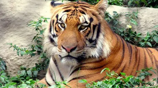 Crean fuerza especial para proteger a los tigres de Bengala ...