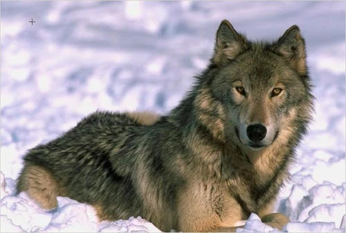 Creando la acuarela de un lobo con AKVIS Sketch Creando la acuarela de un lobo con AKVIS Sketch