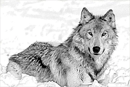 Creando la acuarela de un lobo con AKVIS Sketch