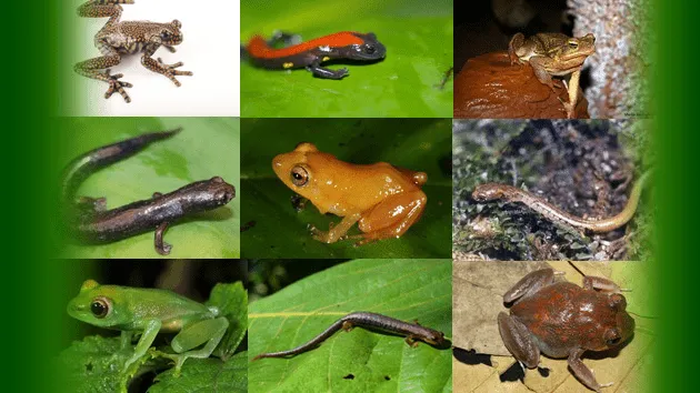 Animales anfibios ejemplos - Imagui