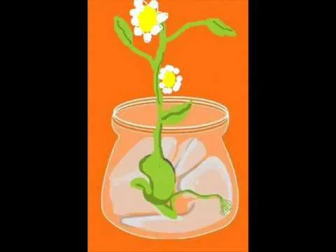 Como crecen las plantas - YouTube