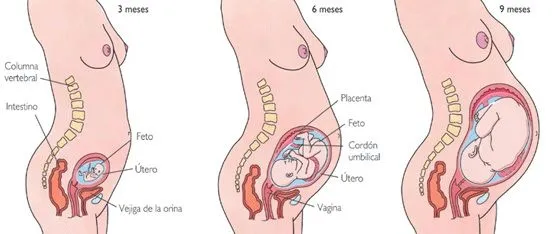 Crecimiento del bebé en el vientre de la madre | Etapas del ...