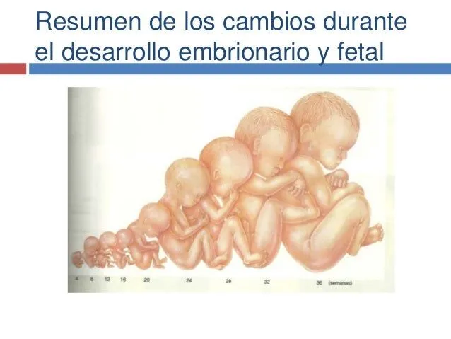 Crecimiento y desarrollo embrionario y fetal y diagnostico de embarazo