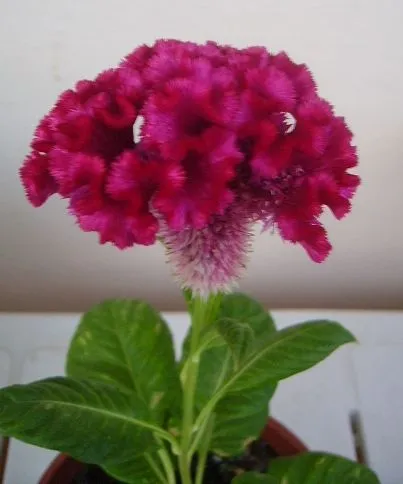 parece una cresta de gallo - Foro de InfoJardín parece una cresta de gallo - Foro de InfoJardín