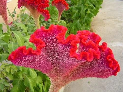Cresta de gallo rizada- Celosía argentea-(nº 8) | Flickr - Photo ... Cresta de gallo rizada- Celosía argentea-(nº 8) | Flickr - Photo ...
