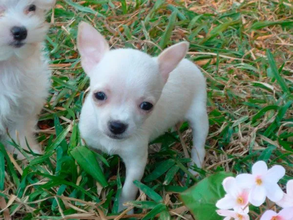 Criadero de perros miniatura | Criadero Cantillana Cómo cuidar un ...
