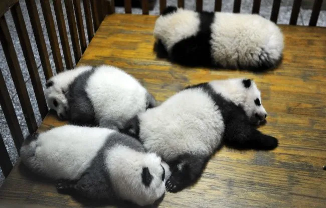 Crías de pandas durmiendo
