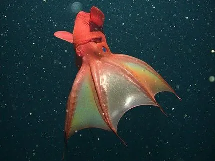 Las criaturas mas extrañas del planeta viven en el fondo del mar ...