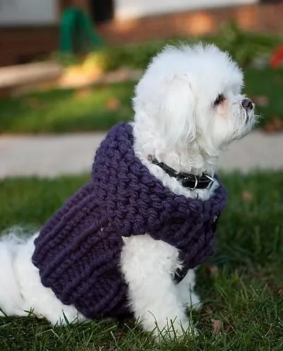 crochet para perros on Pinterest | Dog Sweaters, Crochet Dog ...