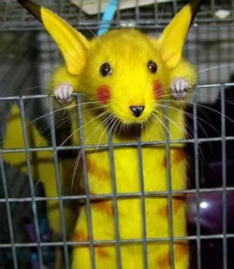 Crunchyroll - Forum - A Real Life Pikachu Discovered? Crunchyroll - Forum - A Real Life Pikachu Discovered?