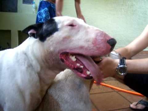 cruzando pit bull Vs bull terrier - YouTube