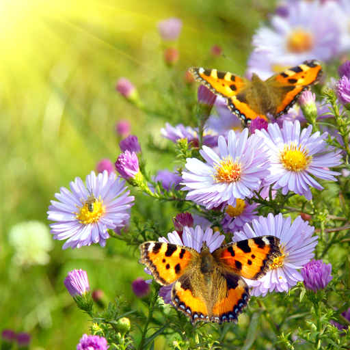 Flores hermosas con mariposas - Imagui